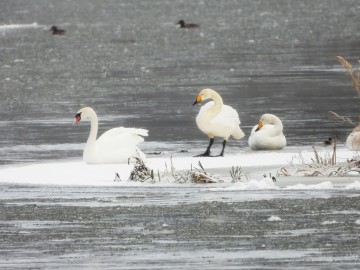Zima w Spalskim Parku Krajobrazowym, <p>łabędź niemy i łabędzie krzykliwe</p>